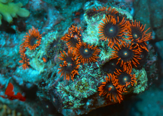 Flaming Punk Rocker Zoanthids Coral Reef Zoas