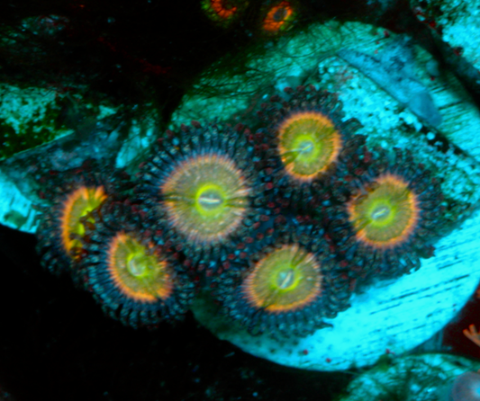 Raptor's Rainbow Zoanthids Coral Reef