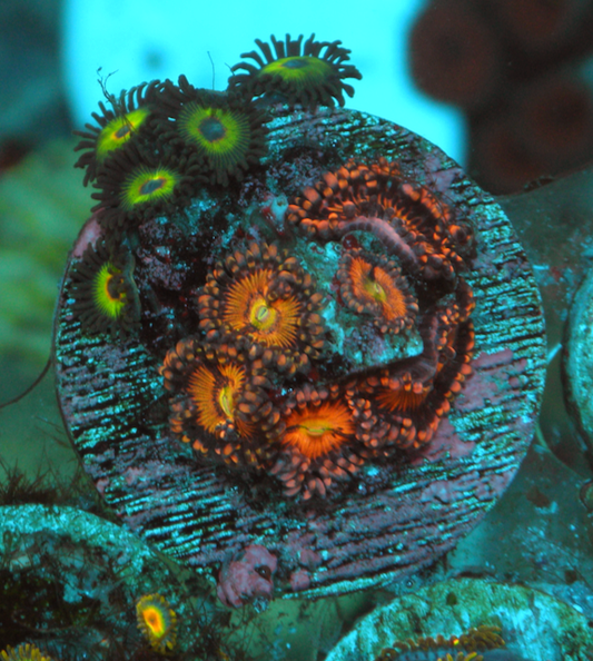 Sakura Pink Reverse Rasta Zoanthids Zoas Combo