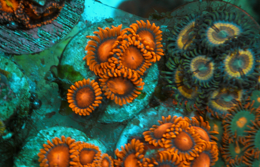 Orange Bambam Zoanthids Coral Reef Aquarium