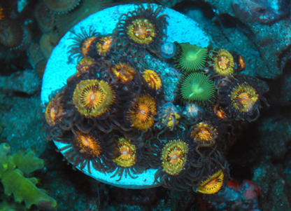 Big Pink Gold Zoanthids Aquarium Zoas 4