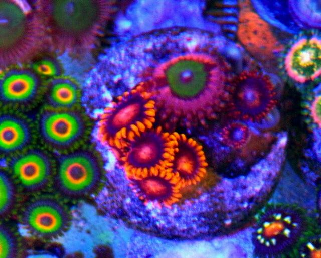 Chuckies Bride and Bambam Zoanthids Coral Reef Aquarium