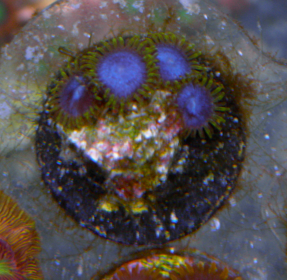 Blue Angels Zoanthids Coral Reef Aquarium