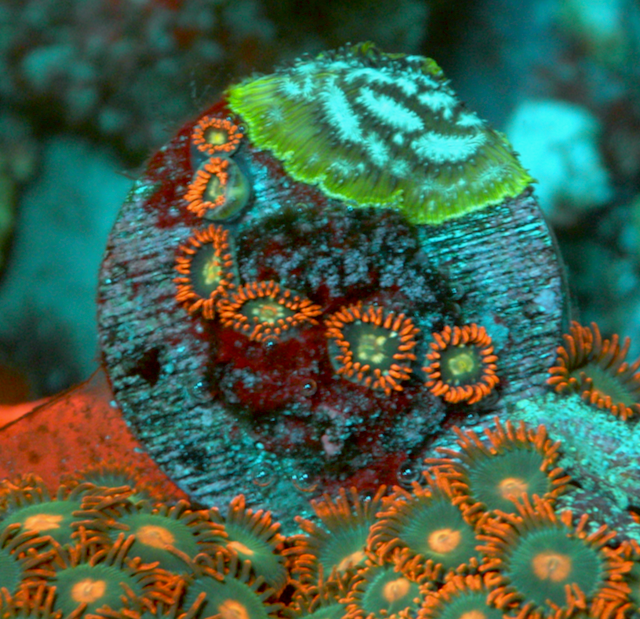Fire & Ice Orange Zoanthids Zoa Coral Reef Aquarium