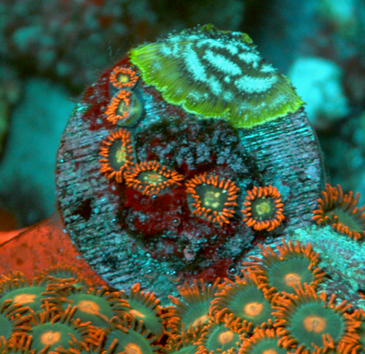 Fire & Ice Orange Zoanthids Zoa Coral Reef Aquarium