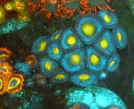 Blue AOI Zoanthids Coral Reef Aquarium