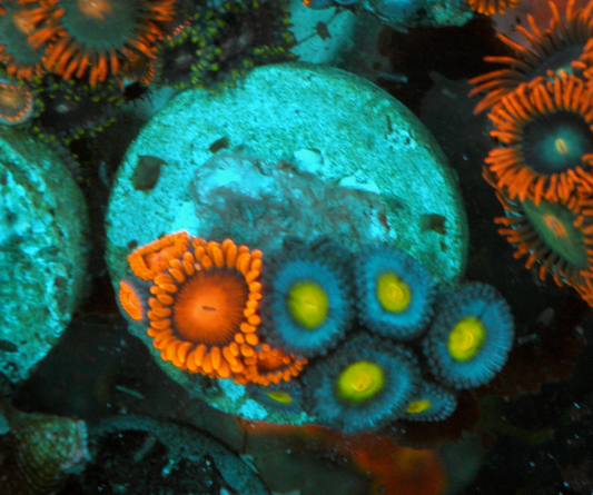 Blue AOI Bambam Zoanthids Coral Reef Aquarium Saltwater