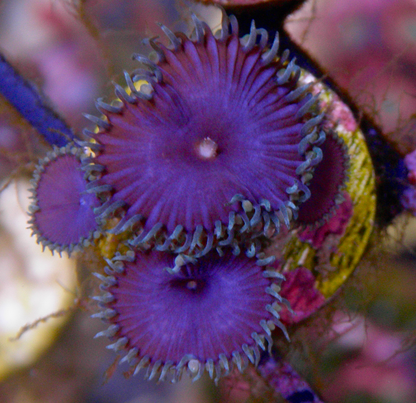 Purple Death Palythoa Zoas Zoanthid Coral Reef Aquarium