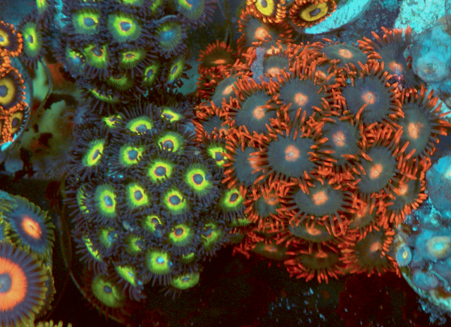 Bob Marley Reverse Rasta Zoanthids Zoas