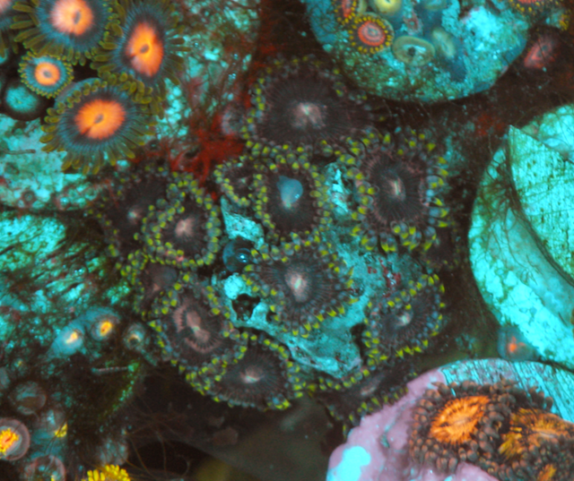 Strawberry Phantom Zoanthids Zoa Coral Reef