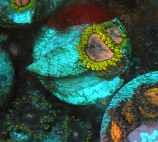 WWC Purple Space Monster Zoanthids Coral 3