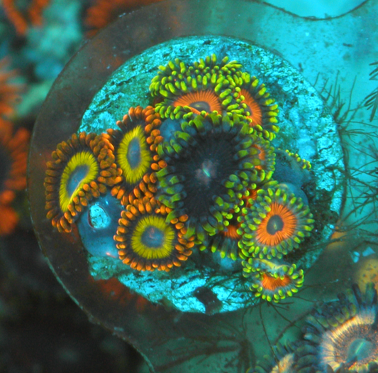 Fruit Loop Eagle Eye Zoanthids Trio Coral Reef