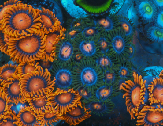 Blowpop Pink Zoanthids Coral