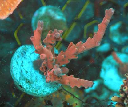 Pink Ruby Solana Jawdropper Acropora Sps Reef