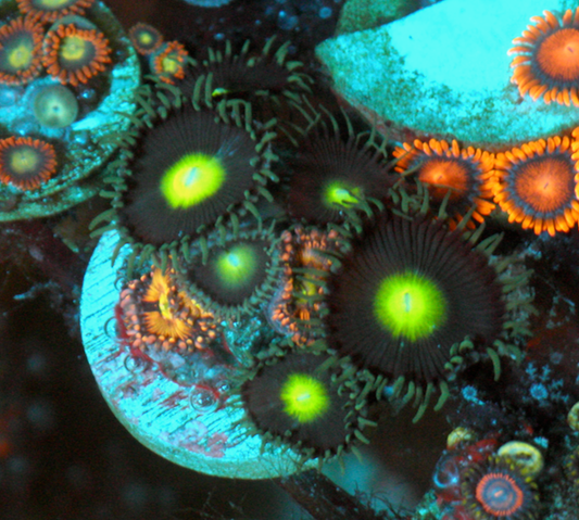 Monster Eyes Pink Zoanthids Coral Reef Aquarium