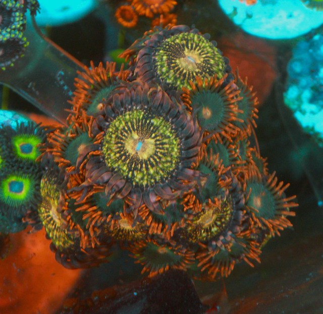 Pink Pandora Gatorade Reef Aquarium Coral Reef