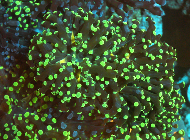 Neon Space Invader Frogspawn Coral LPS