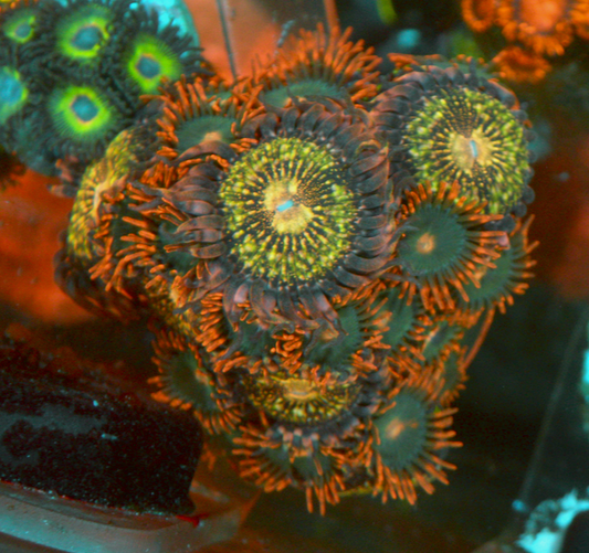 Pink Pandora Gatorade Reef Aquarium Coral Reef