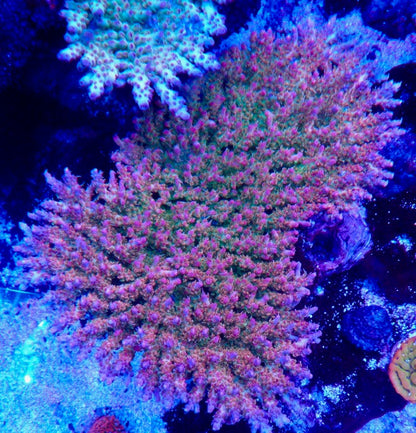 Awesome Vivid's Confetti Acropora Coral Reef Aquarium SPS
