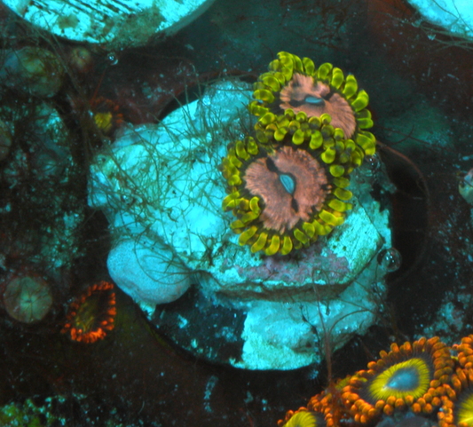 WWC Purple Space Monster Zoanthids Coral 2