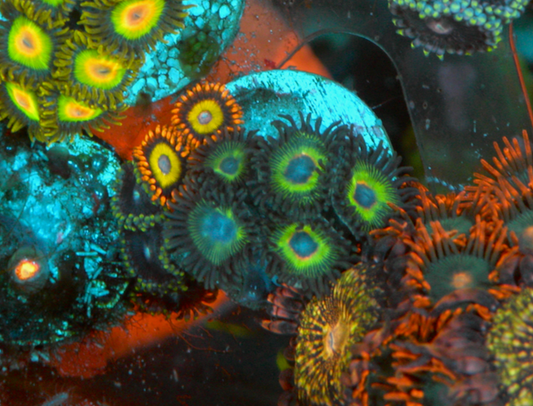Fruit Loop Marley Zoanthids Zoa Coral Trio