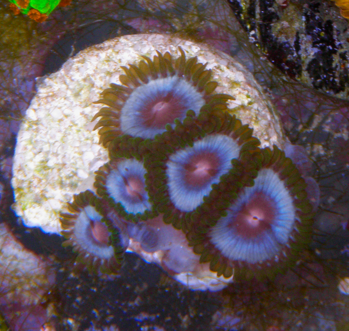 Miami Vice Caribbean Blue with Pink Mouth Zoanthids Small