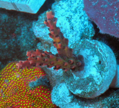 Pink Cadillac Acropora Coral Reef Aquarium SPS 3
