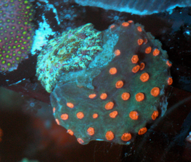Meteor Shower Cyphastrea Coral Reef Aquarium