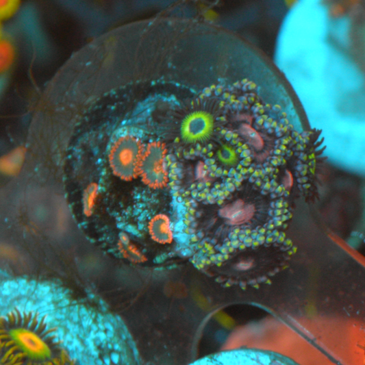 Strawberry Phantom Marley Zoanthids Zoa Coral