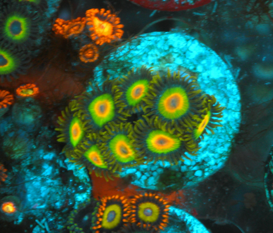 Rastafarian Rasta Zoanthids Zoa Saltwater Coral Reef