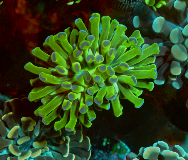 Green Violet Tips Hammer Euphyllia Coral