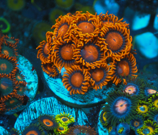 Big Bambam Orange Zoanthid Colony

