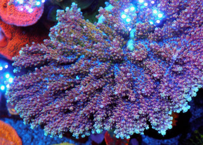 Reef Raft Pink Cadillac Acropora Coral Reef Aquarium 2