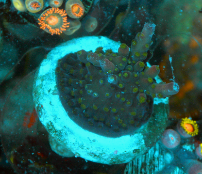 TGC Northern Crush Acropora SPS Coral