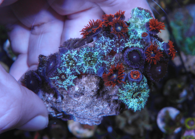Flaming Punk Rocker Zoanthids Coral Reef Zoas