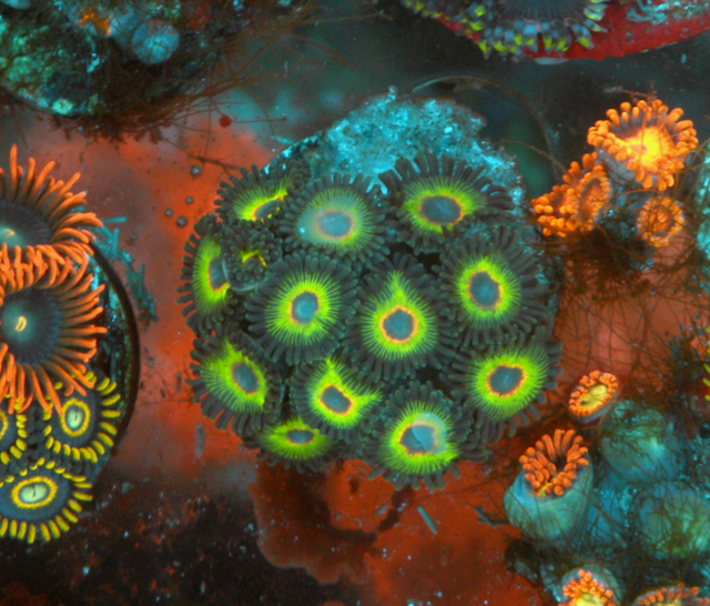 Bob Marley Reverse Rasta Zoanthids Zoas 2