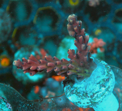Reef Raft Pink Cadillac Acropora Coral Aquarium 2