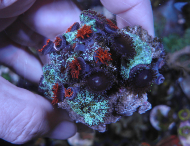 Flaming Punk Rocker Zoanthids Coral Reef Zoas
