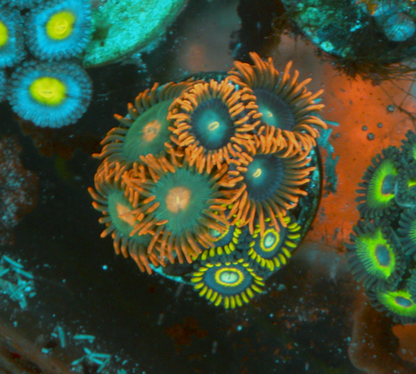Blue Hornet Punk Rocker Zoanthids Trio Coral