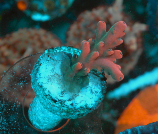 Pink Ruby Solana Jawdropper Acropora Sps Coral 4