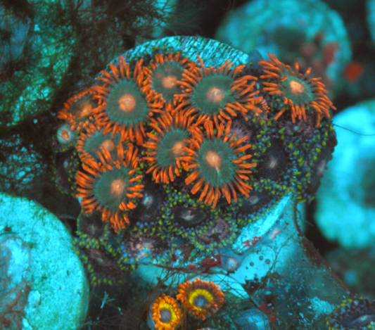 Strawberry Gatorade Orange Zoanthids Zoas Coral Combo