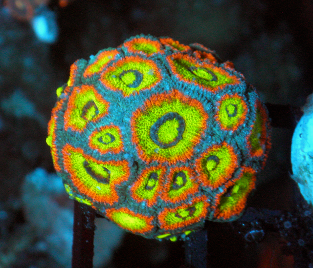 Holy Grail Micromussa Acan Reef Saltwater Aquarium LPS WYSIWYG - Reef Gardener