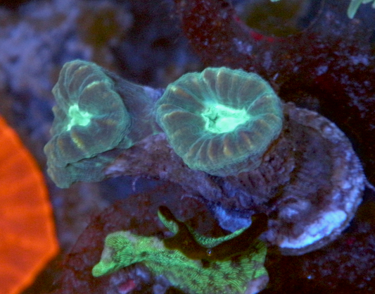 Aqua Eyes Trumpet Coral LPS Reef Aquarium 3
