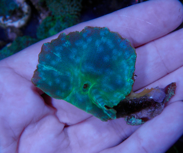 Aquamarine Turquoise Discosoma Mushrooms Aquarium