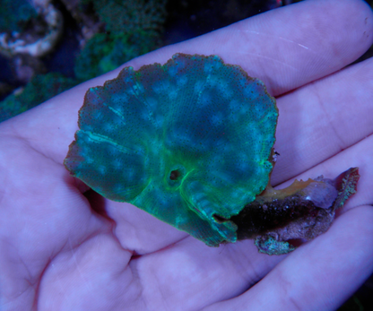Aquamarine Turquoise Discosoma Mushrooms Aquarium