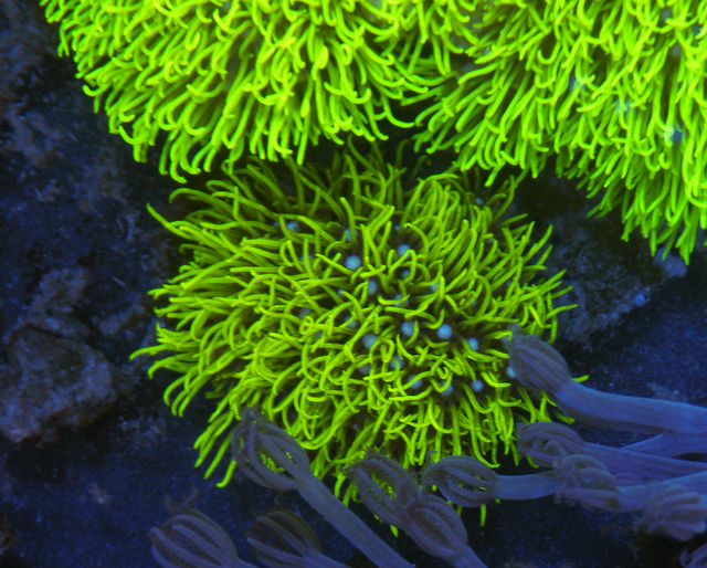 Kryptonite Star Polyps Zoanthid Coral Reef Aquarium 2