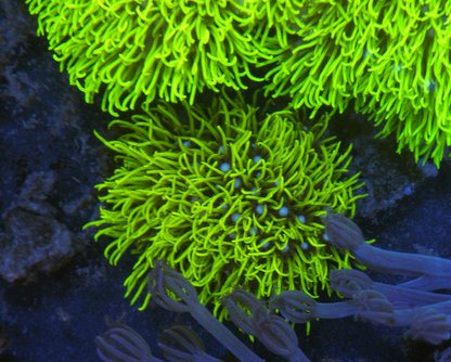 Kryptonite Star Polyps Zoanthid Coral Reef Aquarium 2