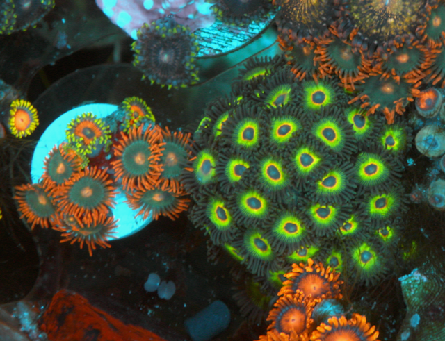 Bob Marley Reverse Rasta Zoanthids Zoas 4