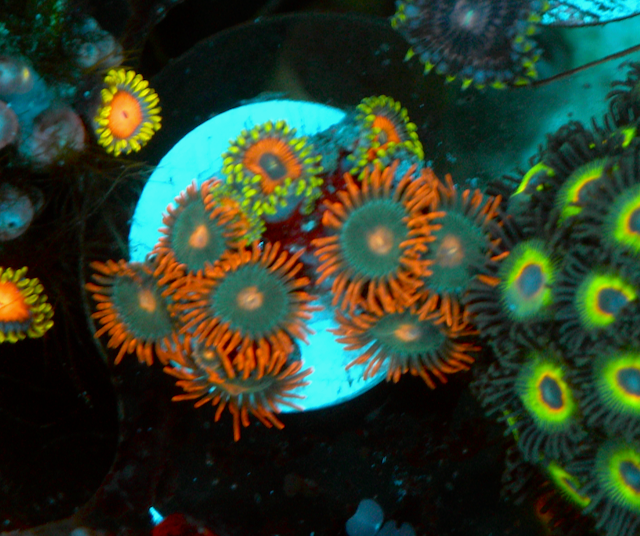 Eagle Eye Zoanthids Saltwater Coral Reef Combo