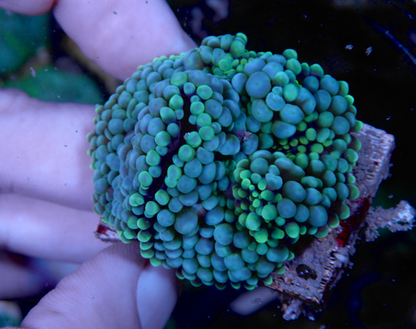 Aqua Blue Ricordea Yuma Coral Aquarium